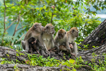 A family of long-tailed macaque monkey playing in the wild.