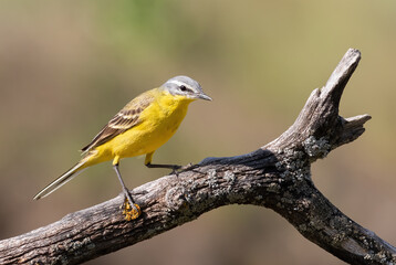 Western yellow wagtail, Motacilla flava. A bird sits on a branch on a beautiful background