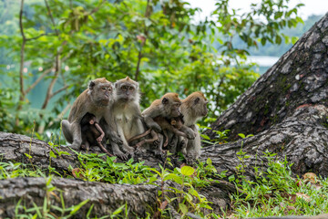 A family of long-tailed macaque monkey playing in the wild.