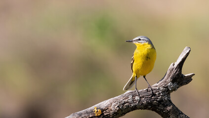 Western yellow wagtail, Motacilla flava. A bird sits on a branch on a beautiful background