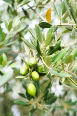 green olives in olive groves.