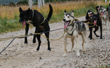 Happy dog team is working very hard. Sled dog competitions in autumn in cloudy weather. Mongrel dogs strong and hardy in harnesses together start pulling and running forward.