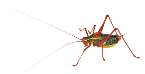 Male of  Grasshopper (Barbitistes alpinus), PNG, isolated on transparent background