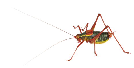 Male of  Grasshopper (Barbitistes alpinus), PNG, isolated on transparent background
