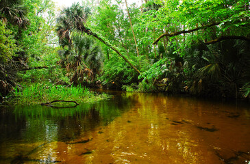 Obraz premium Canoe adventure in the Wekiwa river in Kelly Park Florida