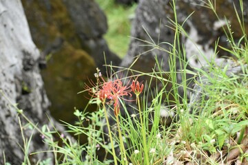 石山寺、彼岸花、参道、お参り