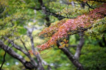 石山寺、紅葉、秋、もみじ