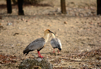 bandurria or tutachi, view of bariloche with pelican beak standing on a stone with forest in the background