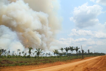 Fototapeta na wymiar Queimada e desmatamento nas margens da BR-230, Rodovia Transamazônica 