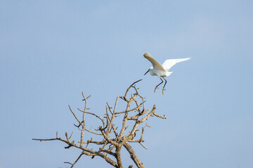 Intermediate Egret.