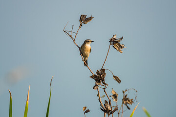 Eastern Stonechat