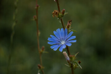 Detail of blue common chicory (Cichorium intybus) flower on dark green background