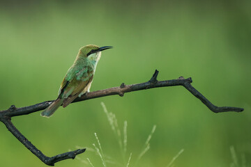 Green Bee-Eater, Little Green bee-eater, Merops Orientalis