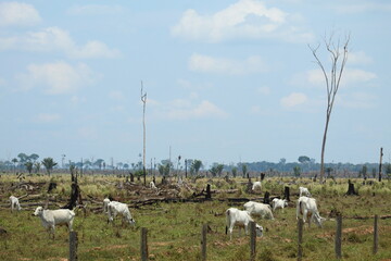 Área de queimada e desmatamento, que deram origem à pasto para criação de gado, às margens da...