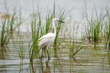Intermediate Egret