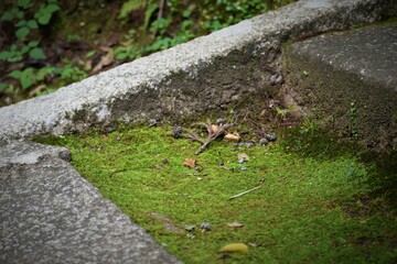 石山寺、苔、岩、石段