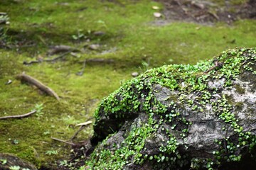 石山寺、苔、岩