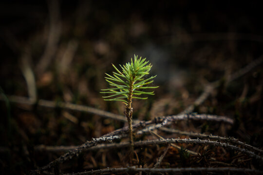 Detail of tiny spruce tree seedling on dark brown background