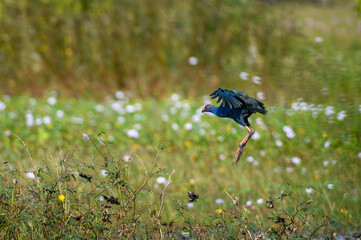 Purple Swamphen