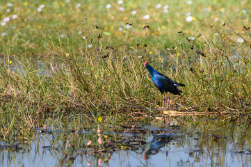 Purple Swamphen