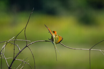 Green Bee-eater bird