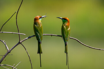 Green Bee-eater bird