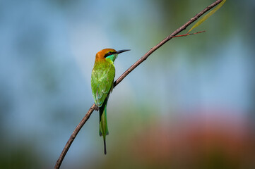 Green Bee-eater Birds