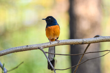 White-rumped Shama, Copsychus malabaricus