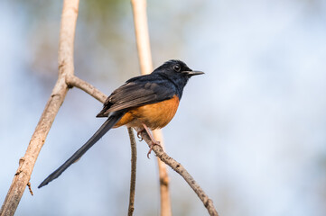 White-rumped Shama, Copsychus malabaricus