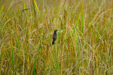 Eastern Stonechat