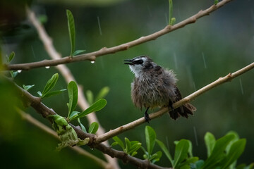 Yellow-vented Bulbul bird