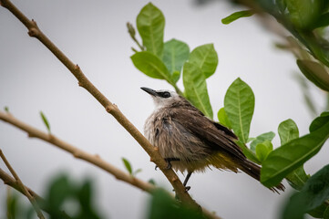 Yellow-vented Bulbul bird