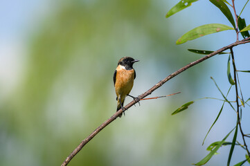Eastern Stonechat