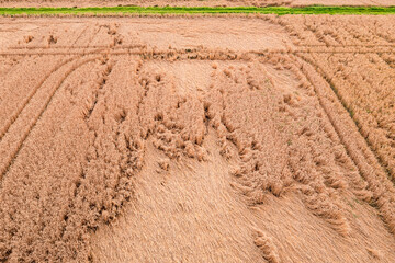 Aerial view of grain field marked by heavy rain with tractor tracks and green dirt road