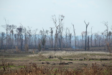 Área de queimada e desmatamento às margens da Br-230, rodovia Transamazonica,no Sul do Amazonas 