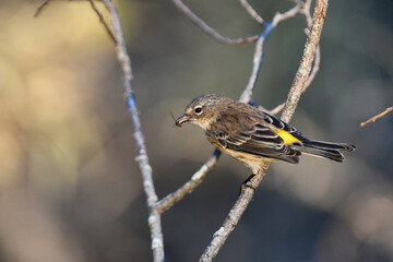Cute Yellow-rumped warbler bird sits perched in a tree with a flying insect in its beak