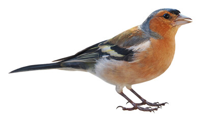 Male of Chaffinch (Fringilla coelebs), PNG, isolated on transparent background