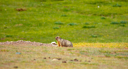 The marmot sits in the grass in the mountains, looks to the side, as if reading your text, studying, showing curiosity, interest. Copy space with place for text. Landscape with wild animals.