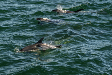 atlantic white sided dolphins in cape cod whale watching Leucopleurus acutus © Andrea Izzotti