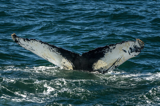 Humpback Whale In Cape Cod Whale Watching While Fluking