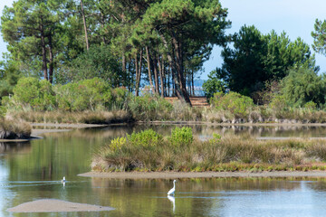 ANDERNOS (Bassin d'Arcachon, France), site naturel de Saint-Brice-Les quinconces