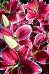 Fototapeta na wymiar blooming lilies and buds (OT hybrid) in a bouquet