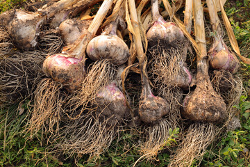 garlic with roots lying on garden grass. Collection garlic in the garden. Freshly picked vegetables, organic farming concept