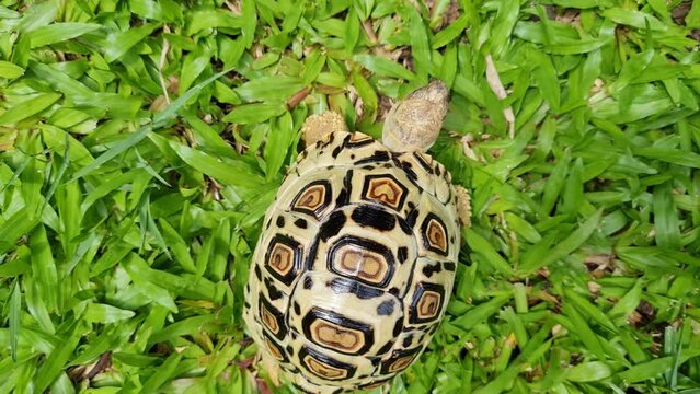 Close up top view and track camera follow leopard tortoise moving in the garden.