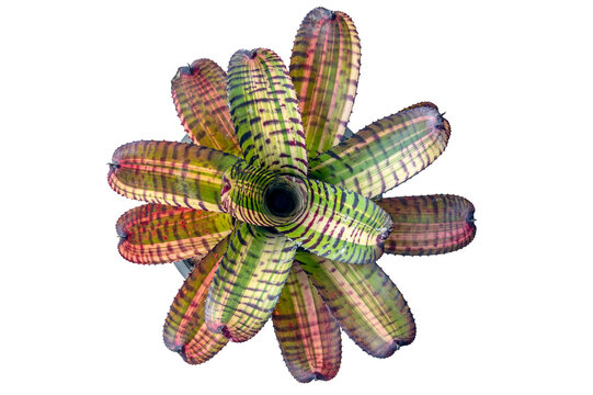 A beautiful neoregelia bromeliad hybrid plant with variegated leaves, red bars and stripes in a tiger pattern, flushed red, with dark tips and dark spines 