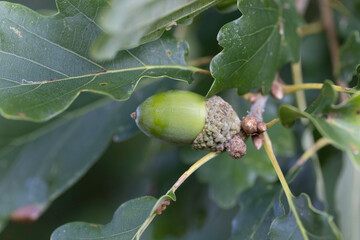Oak Acorn on tree in early autumn