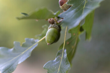 Oak Acorn on tree in early autumn