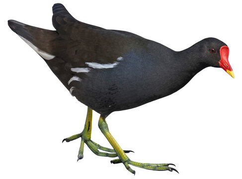 Moorhen (Gallinula chloropus), PNG, isolated on transparent background