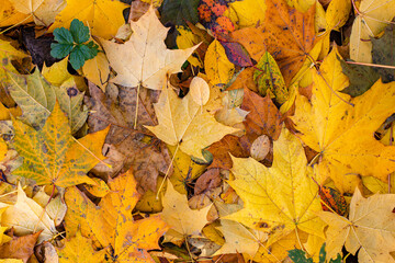 Fallen foliage in a maple grove, natural background with yellow red maple leaf, horizontal...