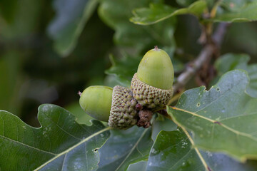 Oak Acorn on tree in early autumn